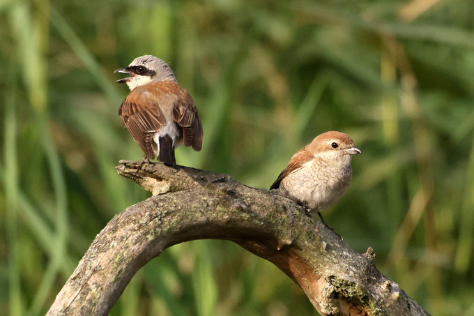 Neuntöter, Red-backed shrike (<em>Lanius collurio</em>)
