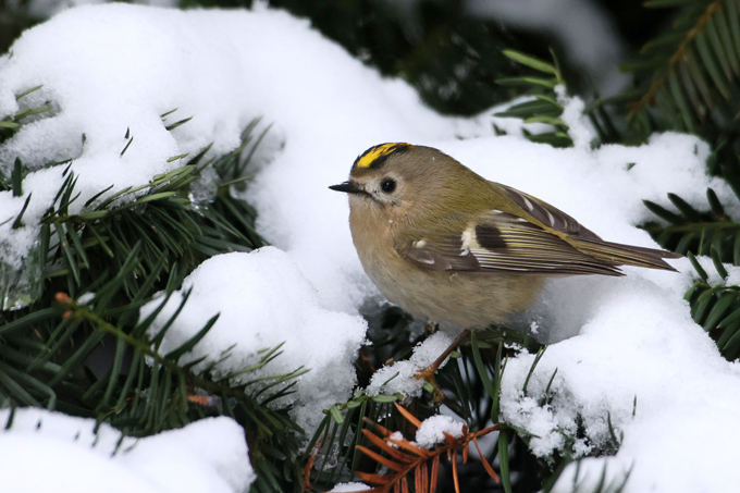 Wintergoldhähnchen, Goldcrest (<em>Regulus regulus</em>)