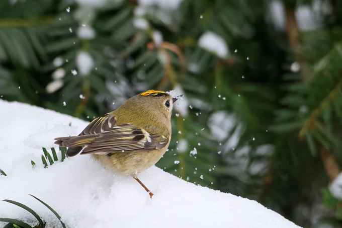Wintergoldhähnchen, Goldcrest (<em>Regulus regulus</em>)
