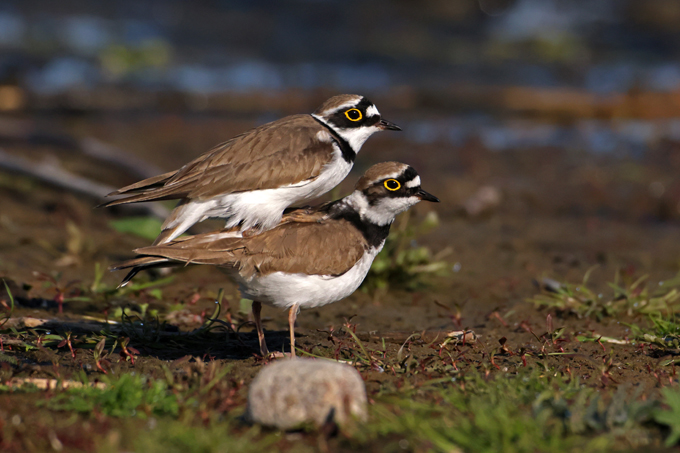 Flussregenpfeifer, Little ringed plover (<em>Charadrius dubius</em>)