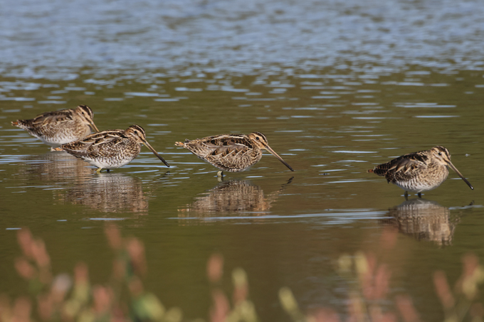 Bekassine, Common snipe (<em>Gallinago gallinago</em>)