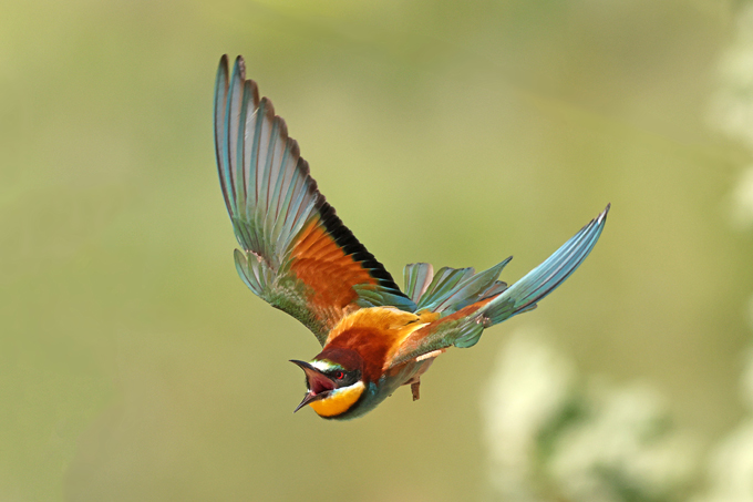 Bienenfresser, European Bee-eater (<em>Merops apiaster</em>)