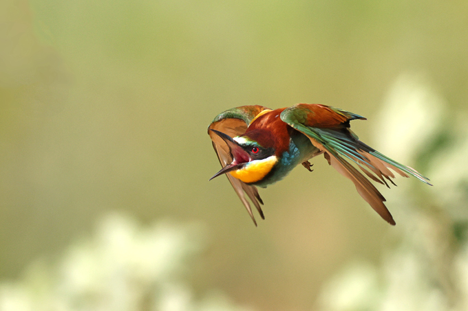 Bienenfresser, European Bee-eater (<em>Merops apiaster</em>)