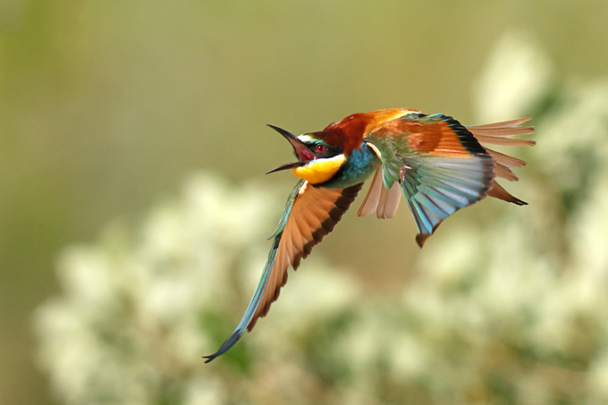 Bienenfresser, European Bee-eater (<em>Merops apiaster</em>)