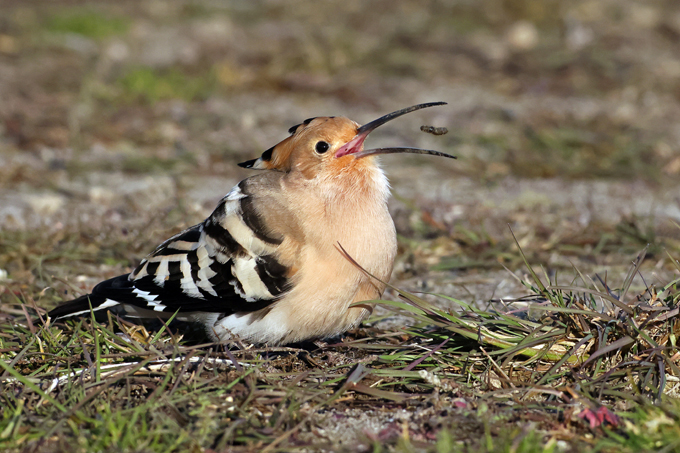 Wiedehopf, Eurasian hoopoe (<em>Upupa epops</em>)