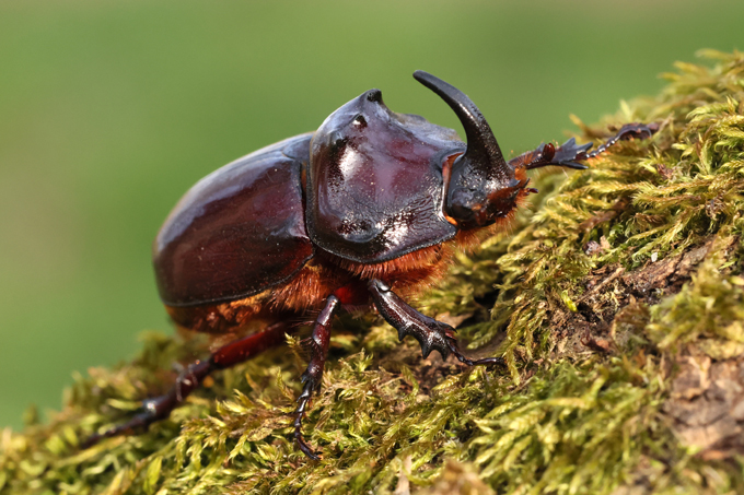 Nashornkäfer, European rhinoceros beetle (<em>Oryctes nasicornis</em>)