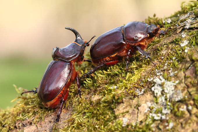 Nashornkäfer, European rhinoceros beetle (<em>Oryctes nasicornis</em>)