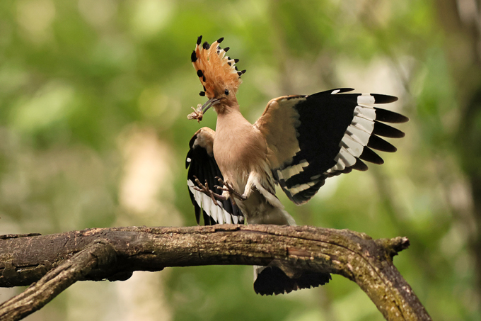 Wiedehopf, Eurasian hoopoe (<em>Upupa epops</em>)