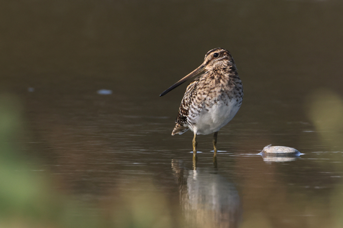 Bekassine, Common snipe (<em>Gallinago gallinago</em>)