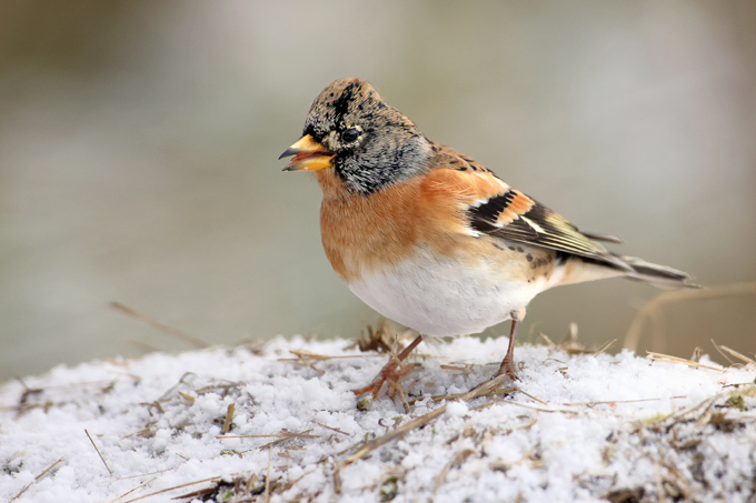 Bergfink, Brambling (<em>Fringilla montifringilla</em>)