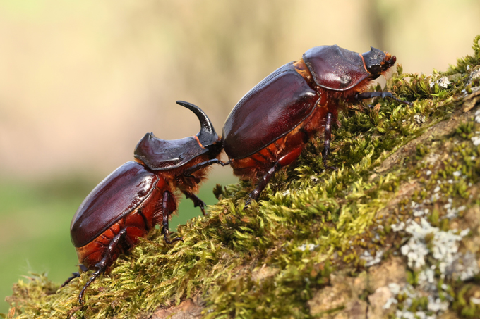 Nashornkäfer, European rhinoceros beetle (<em>Oryctes nasicornis</em>)