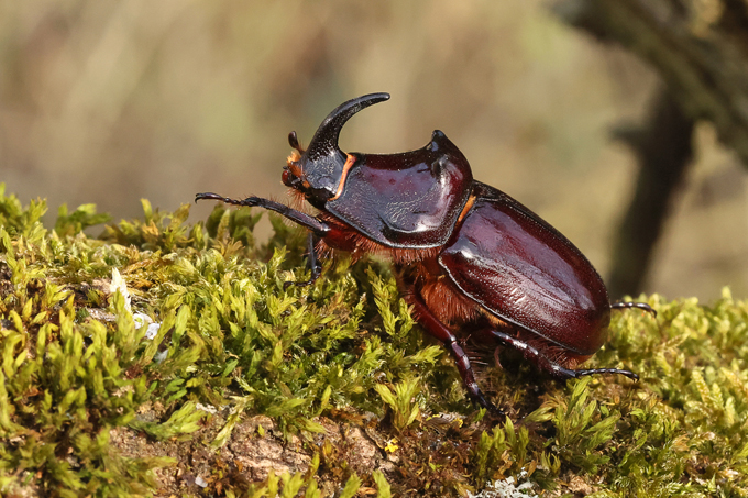 Nashornkäfer, European rhinoceros beetle (<em>Oryctes nasicornis</em>)