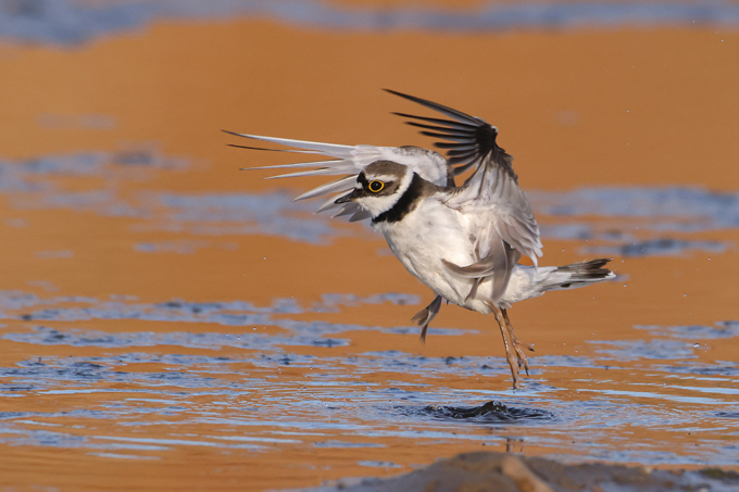 Flussregenpfeifer, Little ringed plover (<em>Charadrius dubius</em>)