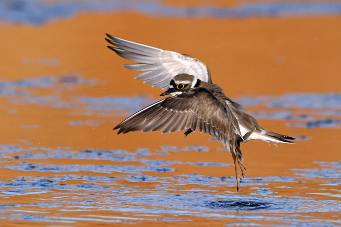 Flussregenpfeifer, Little ringed plover (<em>Charadrius dubius</em>)
