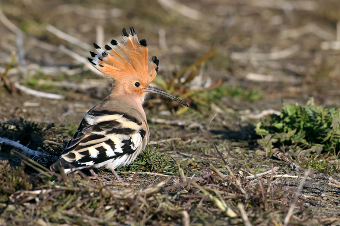 Wiedehopf, Eurasian hoopoe (<em>Upupa epops</em>)