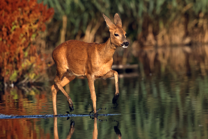 Reh, Roe deer (<em>Capreolus capreolus</em>)