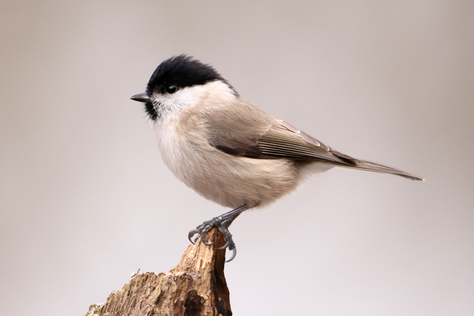 Sumpfmeise, Marsh tit (<em>Poecile palustris</em>)