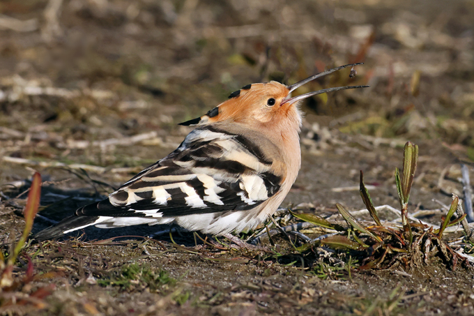 Wiedehopf, Eurasian hoopoe (<em>Upupa epops</em>)