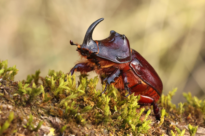 Nashornkäfer, European rhinoceros beetle (<em>Oryctes nasicornis</em>)