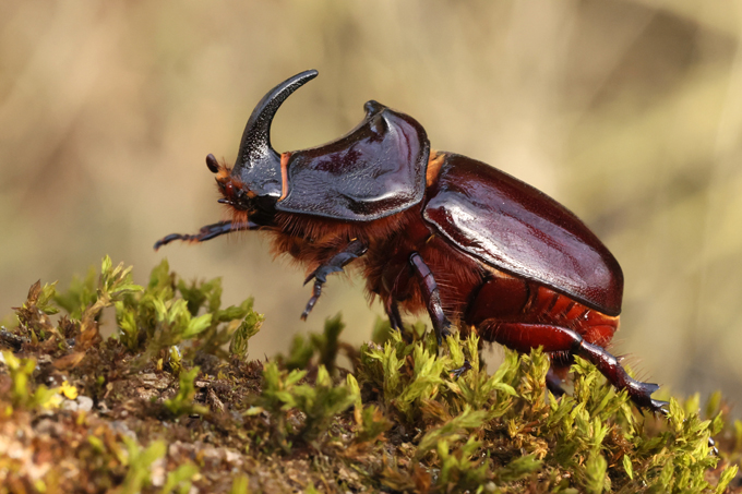 Nashornkäfer, European rhinoceros beetle (<em>Oryctes nasicornis</em>)