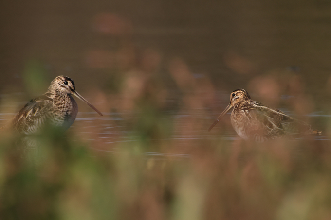Bekassine, Common snipe (<em>Gallinago gallinago</em>)