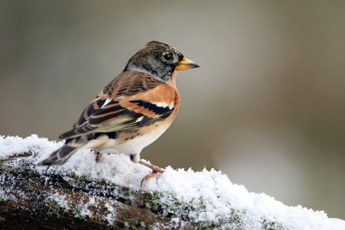 Bergfink, Brambling (<em>Fringilla montifringilla</em>)