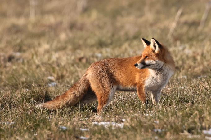 Rotfuchs, Red fox (<em>Vulpes vulpes</em>)