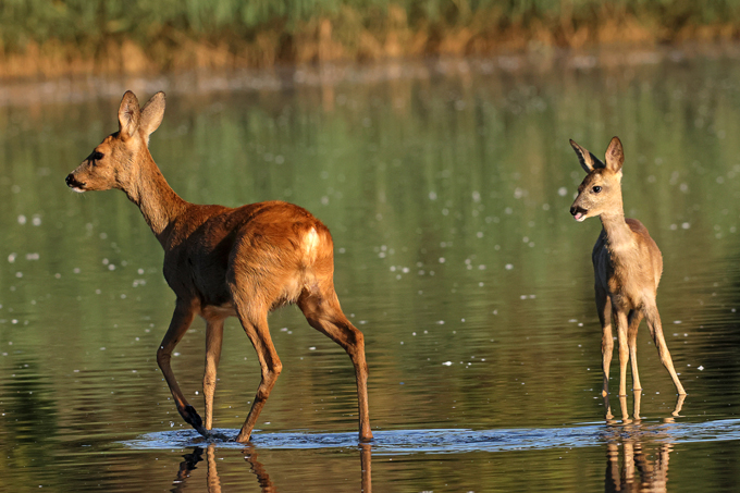 Reh, Roe deer (<em>Capreolus capreolus</em>)
