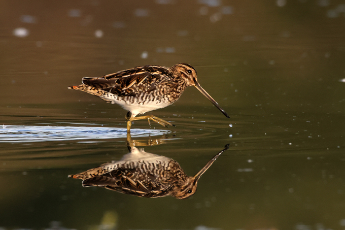 Bekassine, Common snipe (<em>Gallinago gallinago</em>)