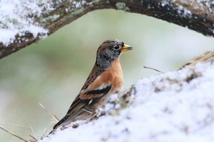 Bergfink, Brambling (<em>Fringilla montifringilla</em>)