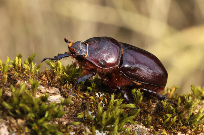 Nashornkäfer, European rhinoceros beetle (<em>Oryctes nasicornis</em>)