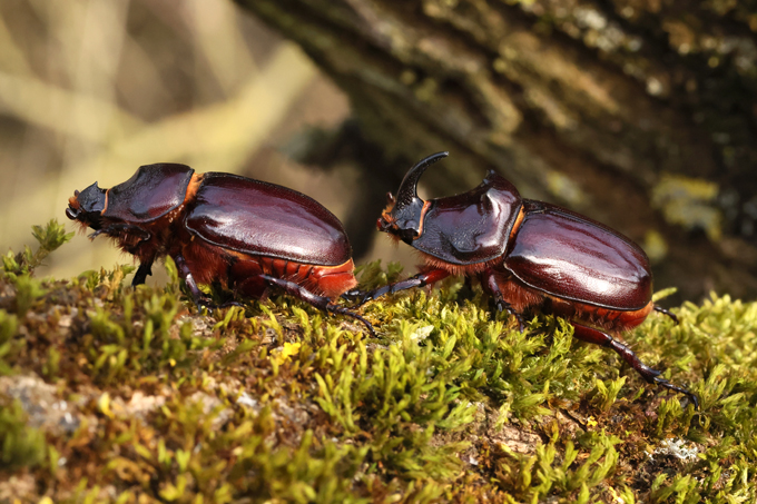 Nashornkäfer, European rhinoceros beetle (<em>Oryctes nasicornis</em>)