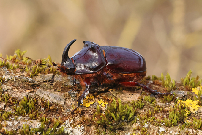 Nashornkäfer, European rhinoceros beetle (<em>Oryctes nasicornis</em>)