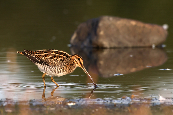 Bekassine, Common snipe (<em>Gallinago gallinago</em>)