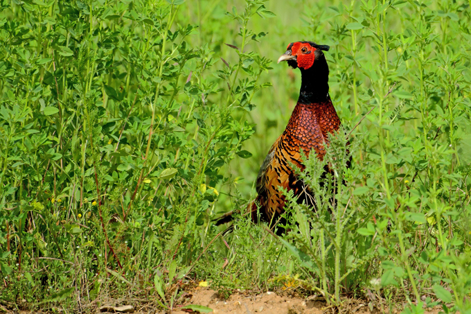 Fasan, Common pheasant (<em>Phasianus colchicus</em>)