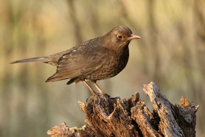 Amsel, Common blackbird (<em>Turdus merula</em>)