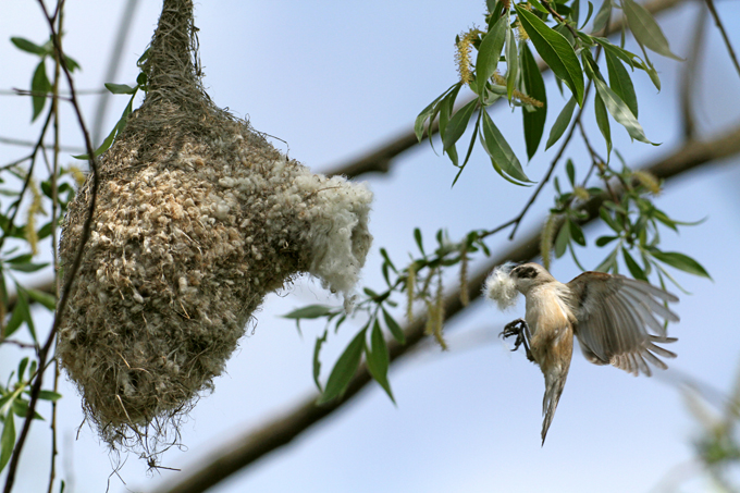 Beutelmeise, Eurasian penduline tit (<em>Remiz pendulinus</em>)
