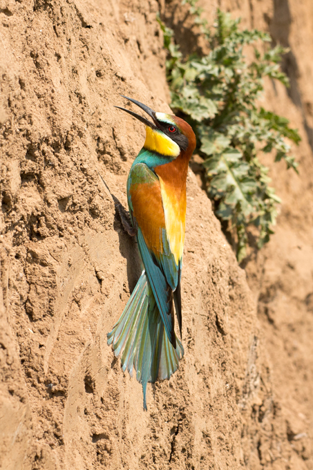 Bienenfresser, European bee-eater (<em>Merops apiaster</em>)