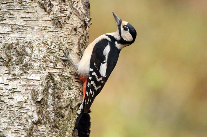 Buntspecht, Great spotted woodpecker (<em>Dendrocopos major</em>)