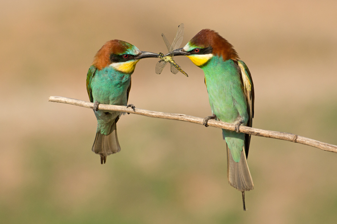 Bienenfresser, European bee-eater (<em>Merops apiaster)</em>)