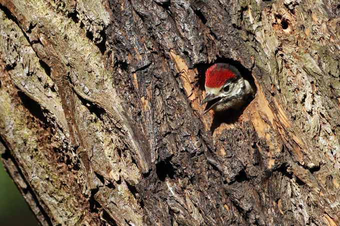 Buntspecht, Great spotted woodpecker (<em>Dendrocopos major</em>)