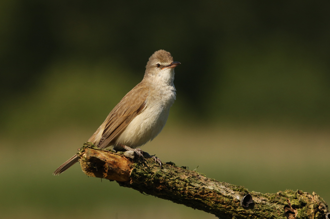Drosselrohrsänger, Great reed warbler (<em>Acrocephalus arundinaceus</em>)