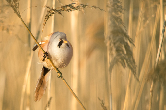 Bartmeise, Bearded reedling (<em>Panurus biarmicus</em>)