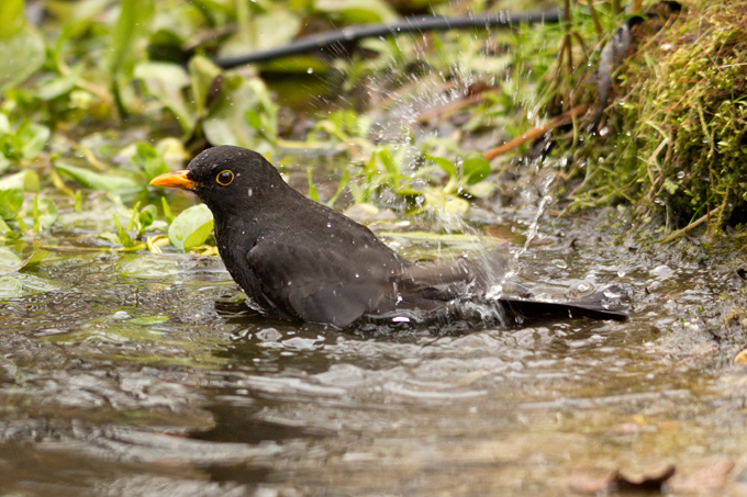 Amsel, Common blackbird (<em>Turdus merula</em>)