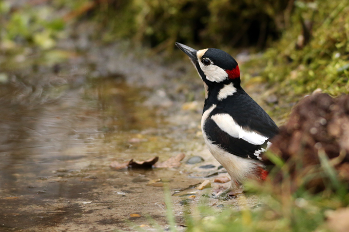 Buntspecht, Great spotted woodpecker (<em>Dendrocopos major</em>)