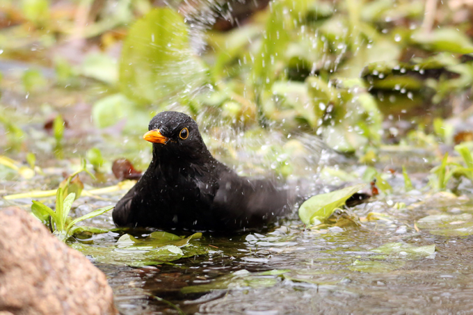 Amsel, Common blackbird (<em>Turdus merula</em>)