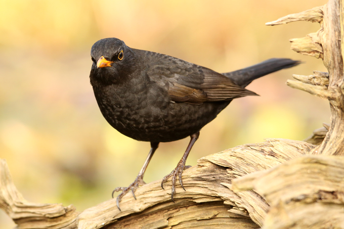 Amsel, Common blackbird (<em>Turdus merula</em>)