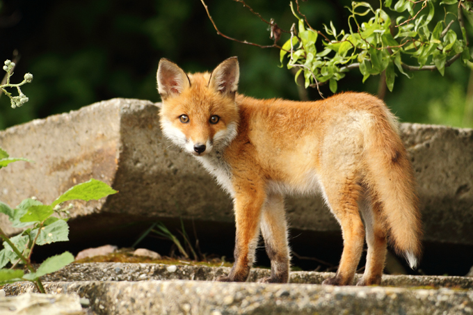 Rotfuchs, Red fox (<em>Vulpes vulpes</em>)