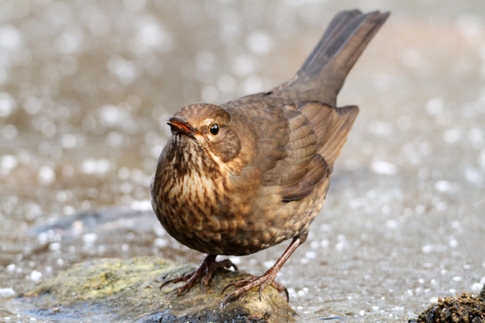 Amsel, Common blackbird (<em>Turdus merula</em>)