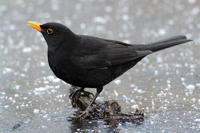 Amsel, Common blackbird (<em>Turdus merula</em>)